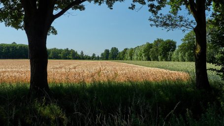 Graanveld achter bomenrij Graanveld achter bomenrij
