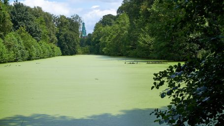 Naturpark Hohe Mark Met kroost bedekte vijver