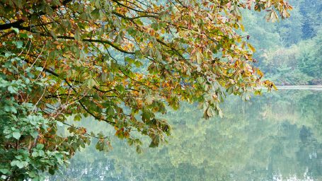 Herfstkleuren van de Pröbsting-See Reflecties van bladere op het water