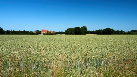 Landbouw Graanveld
