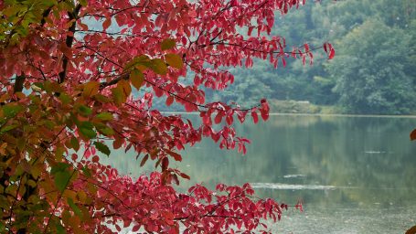 Herfstkleuren van de Pröbsting-See Rode herfstbladeren boven het water