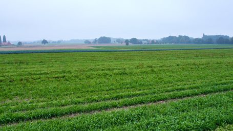 Jong gewas op een groot veld Jong gewas op een groot veld