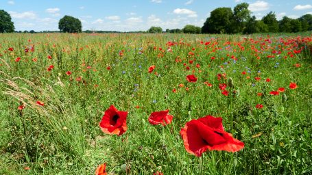 Wilde bloemen veldVle Veld met talloze wilde bloemen in allerlei kleuren
