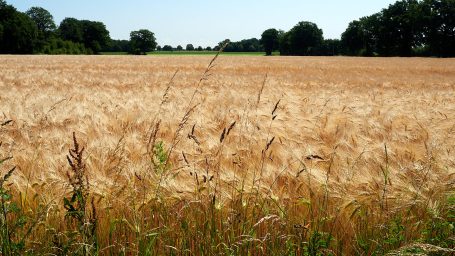 Landbouw Graanveld